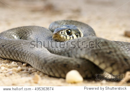 close up of grass snake basking on the ground ( natrix ) - 图片