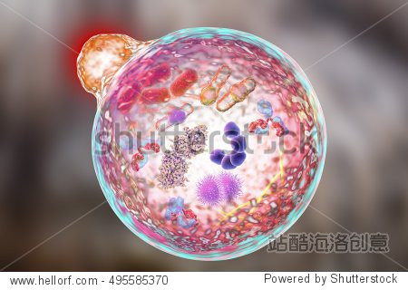 3d illustration showing fusion of lysosome with