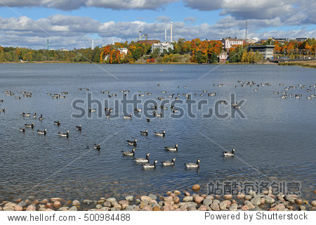 flock of barnacle geese (branta leucopsis) on toolonlahti bay.