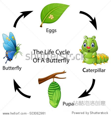 the life cycle of a butterfly