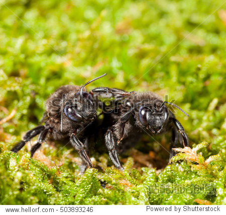 macro of two black violet carpenter bee (xylocopa violacea) low