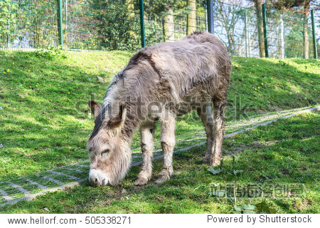 mounting a donkey图片