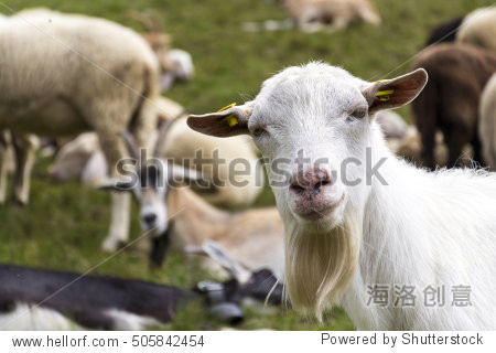 flock of goats and sheep in alps mountains, livigno, italy