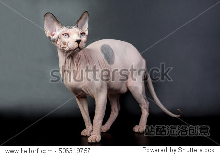 bald hairless sphinx cat isolated on a black background, studio