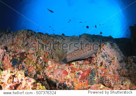 giant moray eel, coral reef underwater, fish