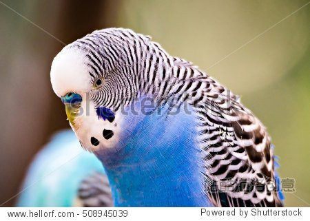 budgerigar parakeet sitting on a tree branch
