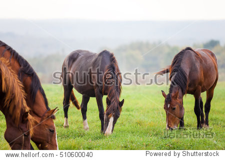 horses grazing in a meadow in autumn near a forest