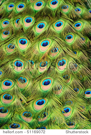 backgroundwithpatternsmadeofpeacockfeather