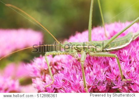 predatory bush cricket (saga pedo) on the blooming cultivar or