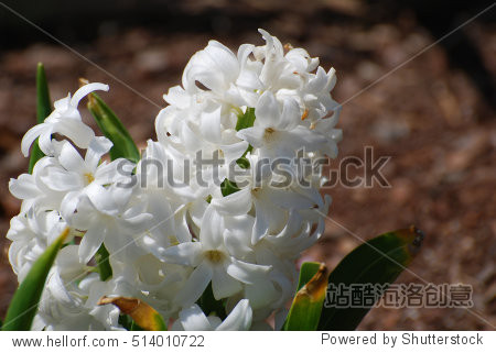 hyacinth-blossom图片