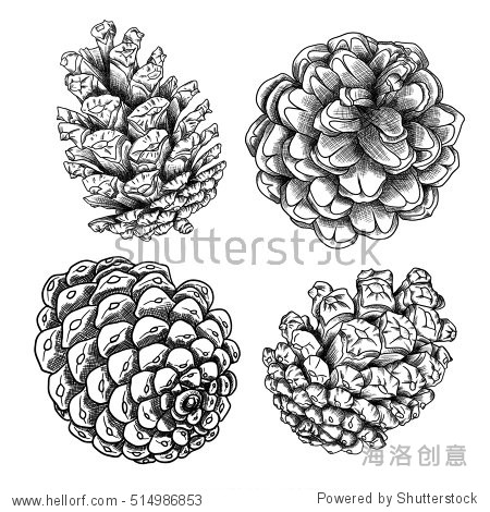 set of sketch hand drawing pine cones on white background.