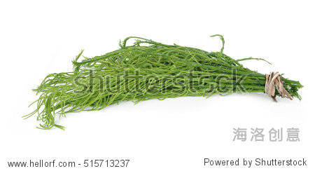 climbing wattle,cha-om on white background - 图片素材 - 站酷海洛