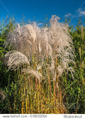 clump of giant miscanthus grass against blue sky