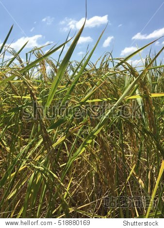 rice plants - 图片素材 - 站酷海洛plus正版图片, 视频, 音乐素材
