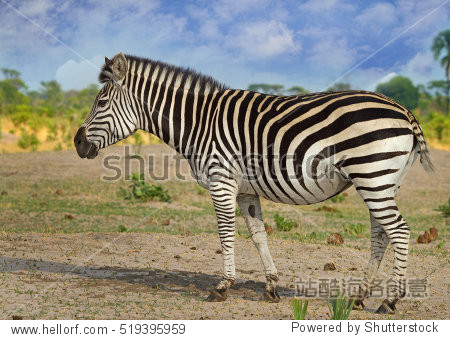 burchell zebra standing on the african plains in zimbabwe with