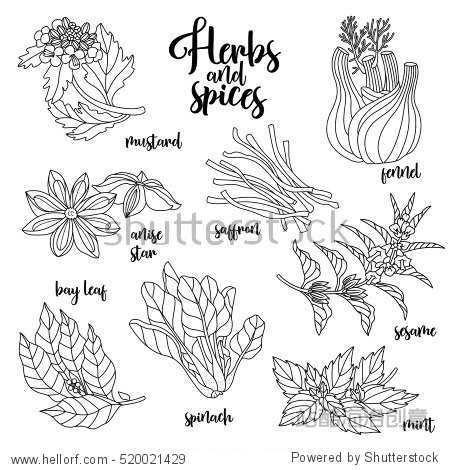 spices and herbs vector set to prepare delicious