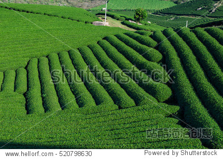 landscape, the beauty of a tea plantation on the moc chau