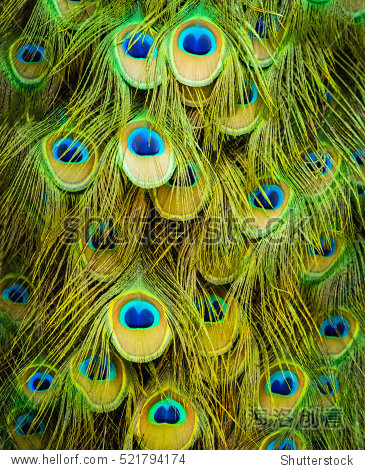 peacock feather background - 图片素材 - 站酷海洛plus正版图片