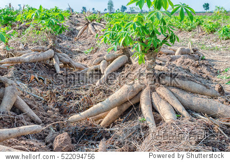 pile of fresh cassava harvested in farmland.