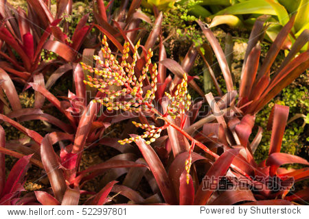 the pineapple but a pineapple plant with a smaller leaf sheath