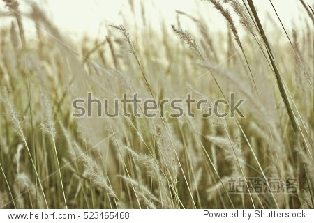 grass field -站酷海洛正版图片, 视频, 音乐素材交易平台