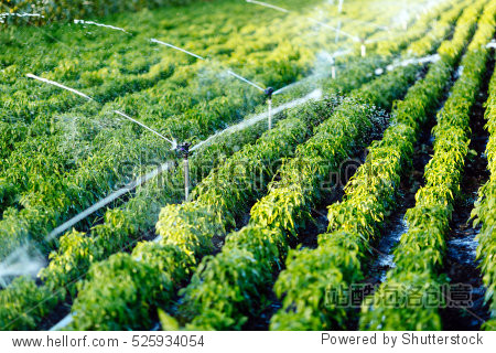 irrigation system in function watering agricultural plants