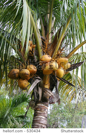 a closeup of coconuts growing in a coconut palm tree.