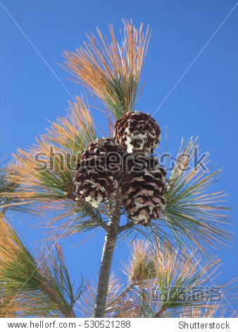 pine branch with cones covered in sap and pine needles, all