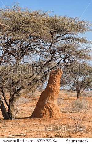 termitemoundunderanacaciatreeinadrydustyenvironmentinokonjima