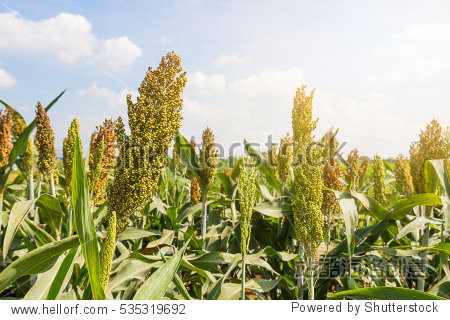 sorghum or millet field with blue sky background