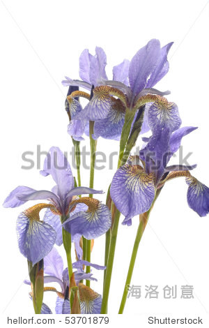 purple iris flowers closeup over white - 站酷海洛正版图片, 视频