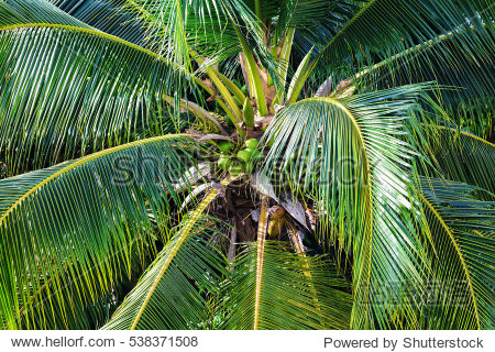 coconut palm with nuts close up.