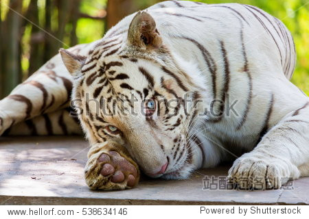 the white tiger is a pigmentation variant of the bengal tiger