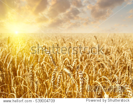 golden wheat field with sky with clouds and sun on sunset in