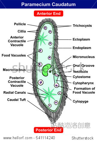 cillia contractile food formation vacuole nucleus ectoplasm