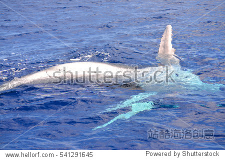 whale calf which swims on the side, polynesia