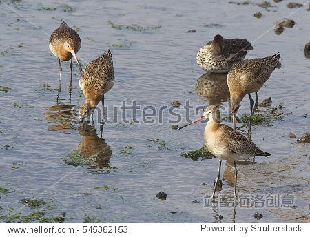 bar-tailed godwits (limosa lapponica) juveniles at hayle estuary