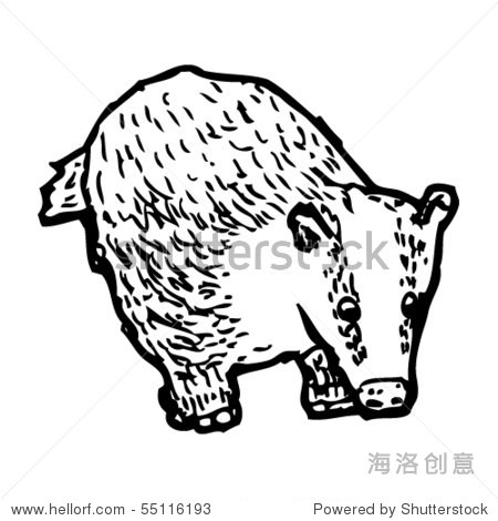 獾插图 - 动物/野生生物,插图/剪贴图 - 站酷海洛