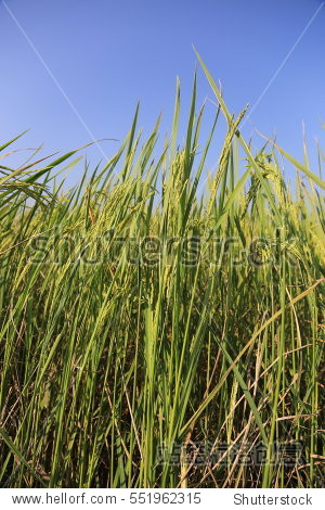 rice paddy with blue sky - 图片素材 - 站酷海洛plus正版图片, 视频