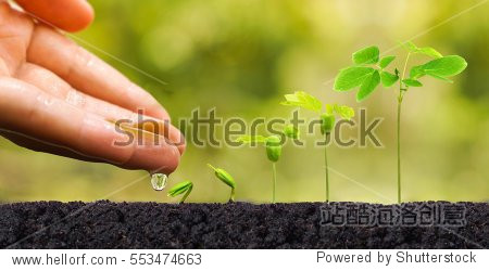hand nurturing and watering young baby plants growing in
