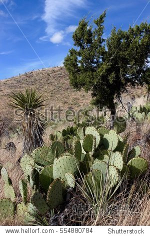 side perspective of prickly pear cactus yucca plant desert tree