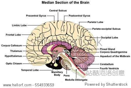 median section of human brain anatomical structure