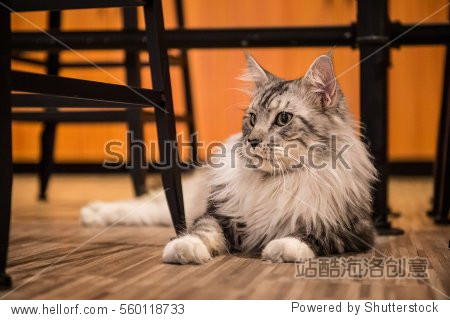 the maine cat, taken indoors - 图片素材 - 站酷海洛plus正版图片