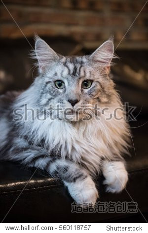 the maine cat, taken indoors - 图片素材 - 站酷海洛plus正版图片