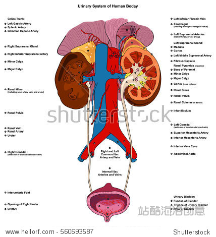urinary renal system of human body anatomy with