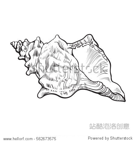 spiral conch sea shell sketch style vector illustration isolated