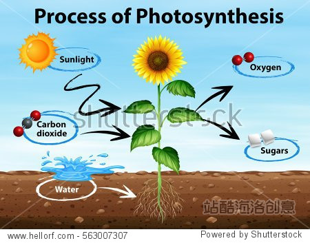 diagram showing process of photosynthesis illustration