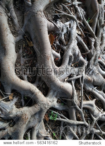 ficus tree roots - 自然,公园/户外 - 站酷海洛创意正版图片,视频