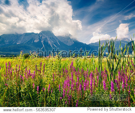green meadow on the golf club zugspitze, lermoos village
