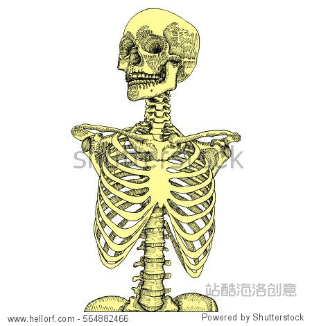 hand drawn anatomical medical human ribcage with skull.